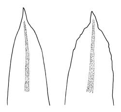 Macromitrium grossirete, branch leaf apices.
 Image: R.C. Wagstaff © All rights reserved. Redrawn with permission from Vitt (1983). 